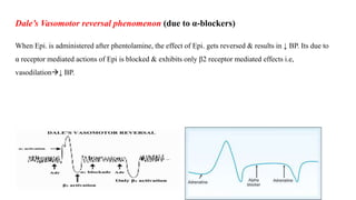 Dale’s Vasomotor reversal phenomenon (due to α-blockers)
When Epi. is administered after phentolamine, the effect of Epi. gets reversed & results in ↓ BP. Its due to
α receptor mediated actions of Epi is blocked & exhibits only β2 receptor mediated effects i.e,
vasodilation↓ BP.
 