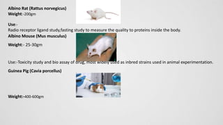 Albino Rat (Rattus norvegicus)
Weight:-200gm
Use:-
Radio receptor ligand study,fasting study to measure the quality to pro...