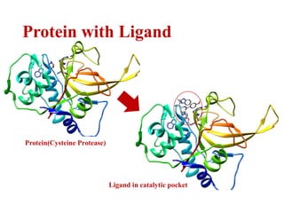 Ligand in catalytic pocket
Protein(Cysteine Protease)
Protein with Ligand
 