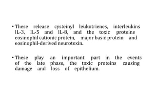 • These release cysteinyl leukotrienes, interleukins
IL-3, IL-5 and IL-8, and the toxic proteins
eosinophil cationic protein, major basic protein and
eosinophil-derived neurotoxin.
• These play an important part in the events
of the late phase, the toxic proteins causing
damage and loss of epithelium.
 