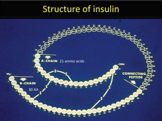 Daily insulin release             40 -50 units