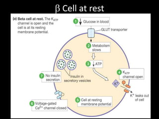 Discovery of insulin 