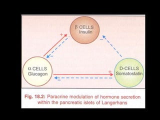 Difference between human, pork, beef insulin 