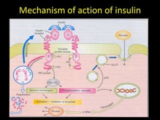 Neural regulation