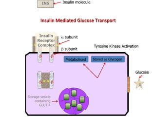 Parasympathetic stimulates insulin release through IP3/ DAG 
