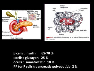 β cells : insulin       65-70 %cells : glucagon   25 %δcells :  somatostatin10 % PP (or F cells): pancreatic polypeptide  2 % 