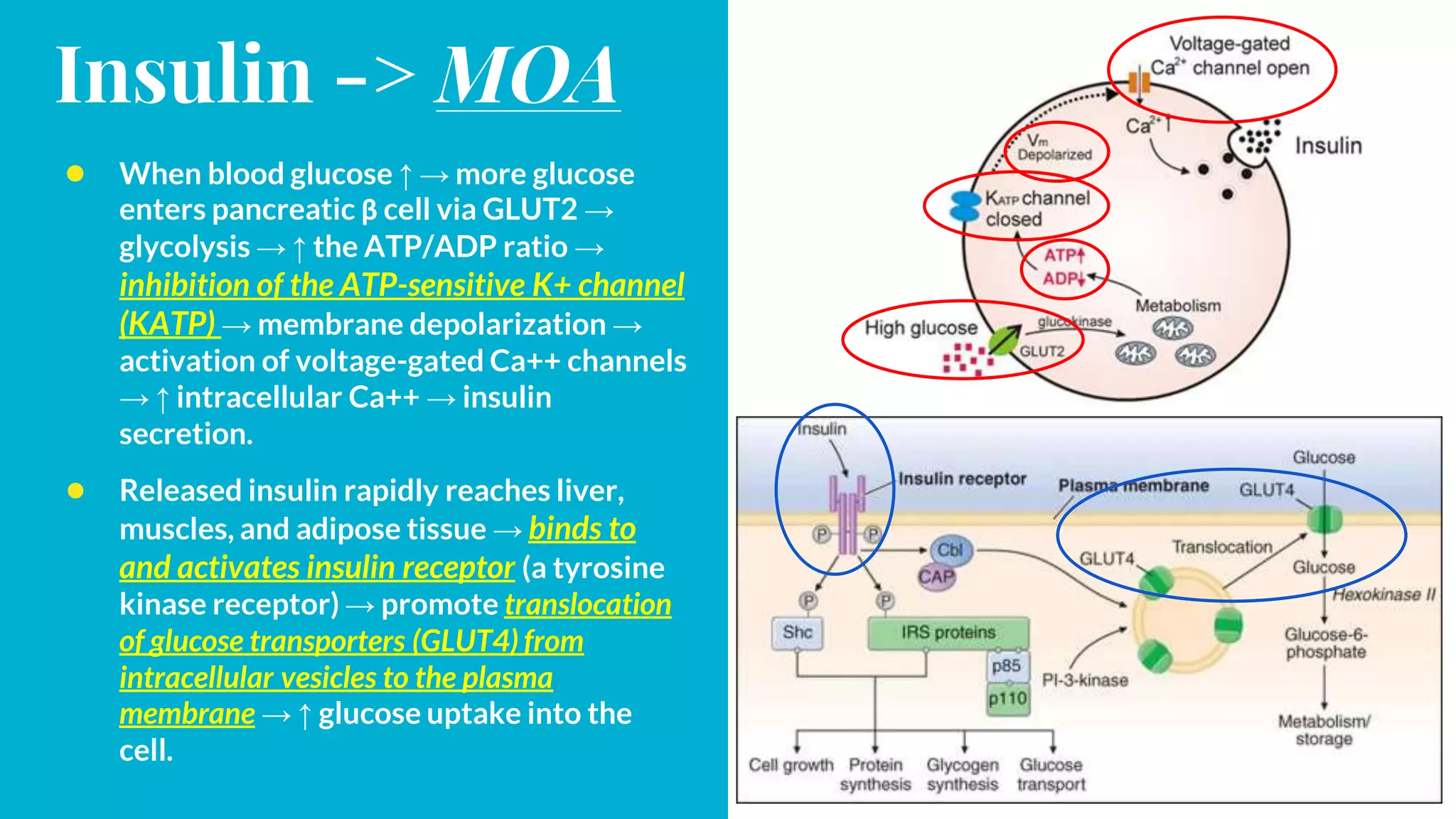 Pharmacotherapy of diabetes mellitus (DM) | PPTX