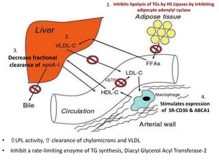 • LPL activity,  clearance of chylomicrons and VLDL
• Inhibit a rate-limiting enzyme of TG synthesis, Diacyl Glycerol Acyl Transferase-2
Inhibits lipolysis of TGs by HS Lipases by inhibiting
adipocyte adenylyl cyclase
Decrease fractional
clearance of
Stimulates expression
of SR-CD36 & ABCA1
1.
2.
3.
4.
 