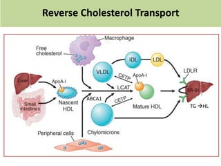 Reverse Cholesterol Transport
ABCA1
TG HL
 