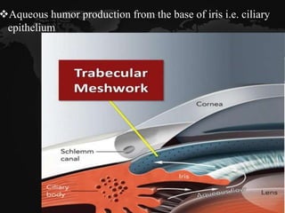 Aqueous humor production from the base of iris i.e. ciliary
epithelium
 