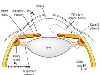 Derived from Greek word “Glaukoma”
Affects 12 million Indians annually
Define:-
“ Glaucoma is a chronic progressive optic neuropathy caused due to
imbalance between rate of formation of aqueous humor by the ciliary
epithelium and the rate of drainage conditions which lead to damage
of optic nerve with loss of visual function ’’
• Intraocular pressure(IOP):- more than 21 mmHg
(Normal range – 10-21 mmHg)
( pressure in vascular supply of patient’s retina with hypoxic
damage to retina, very fragile neural tissue, causes Blindness)
Introduction
β1
M3
M3
α1, α2
Prostanoid receptors
 