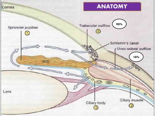 ANATOMY
90%
10%
 