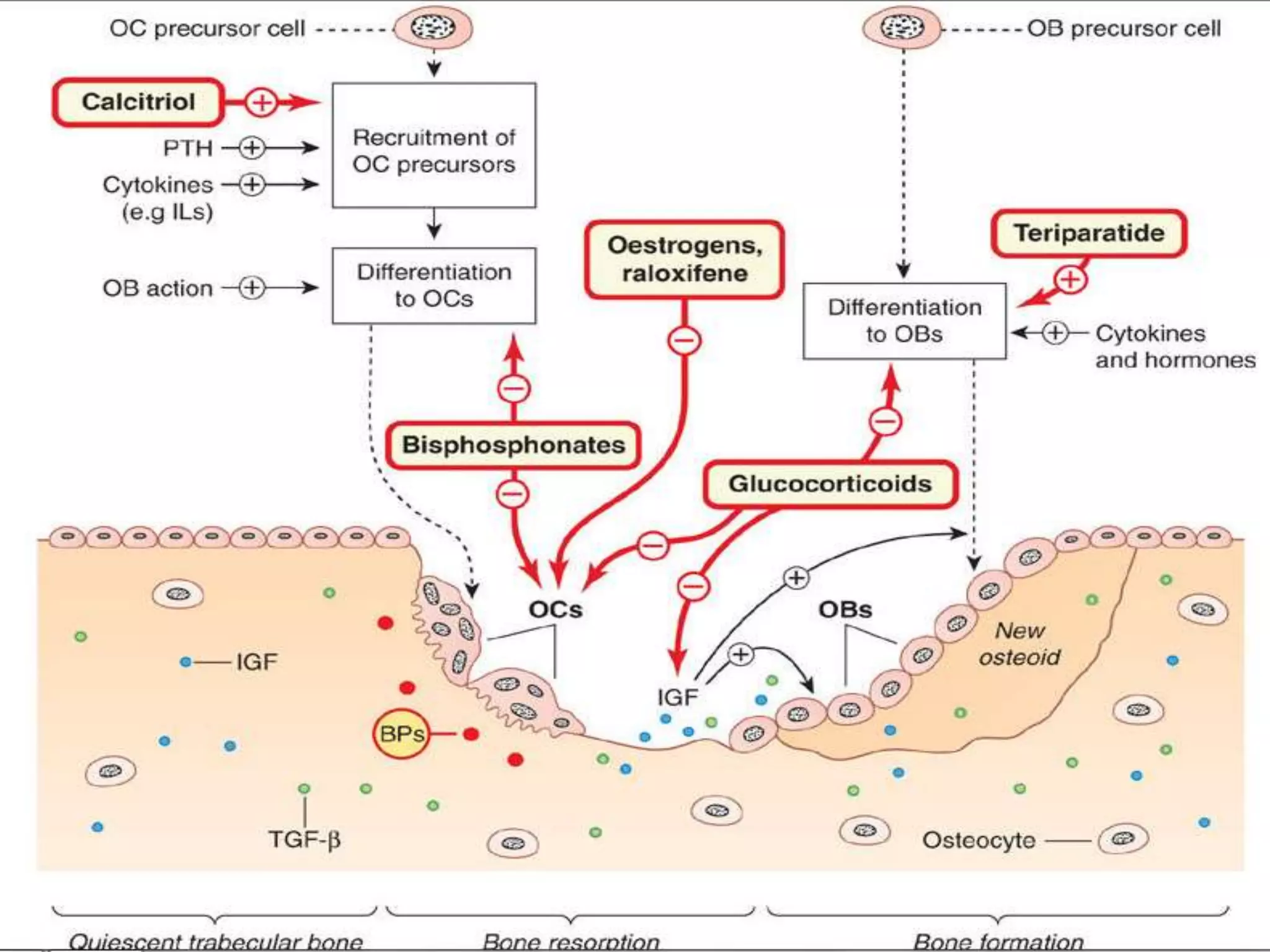 Pharmacotherapy of osteoporosis | PPTX