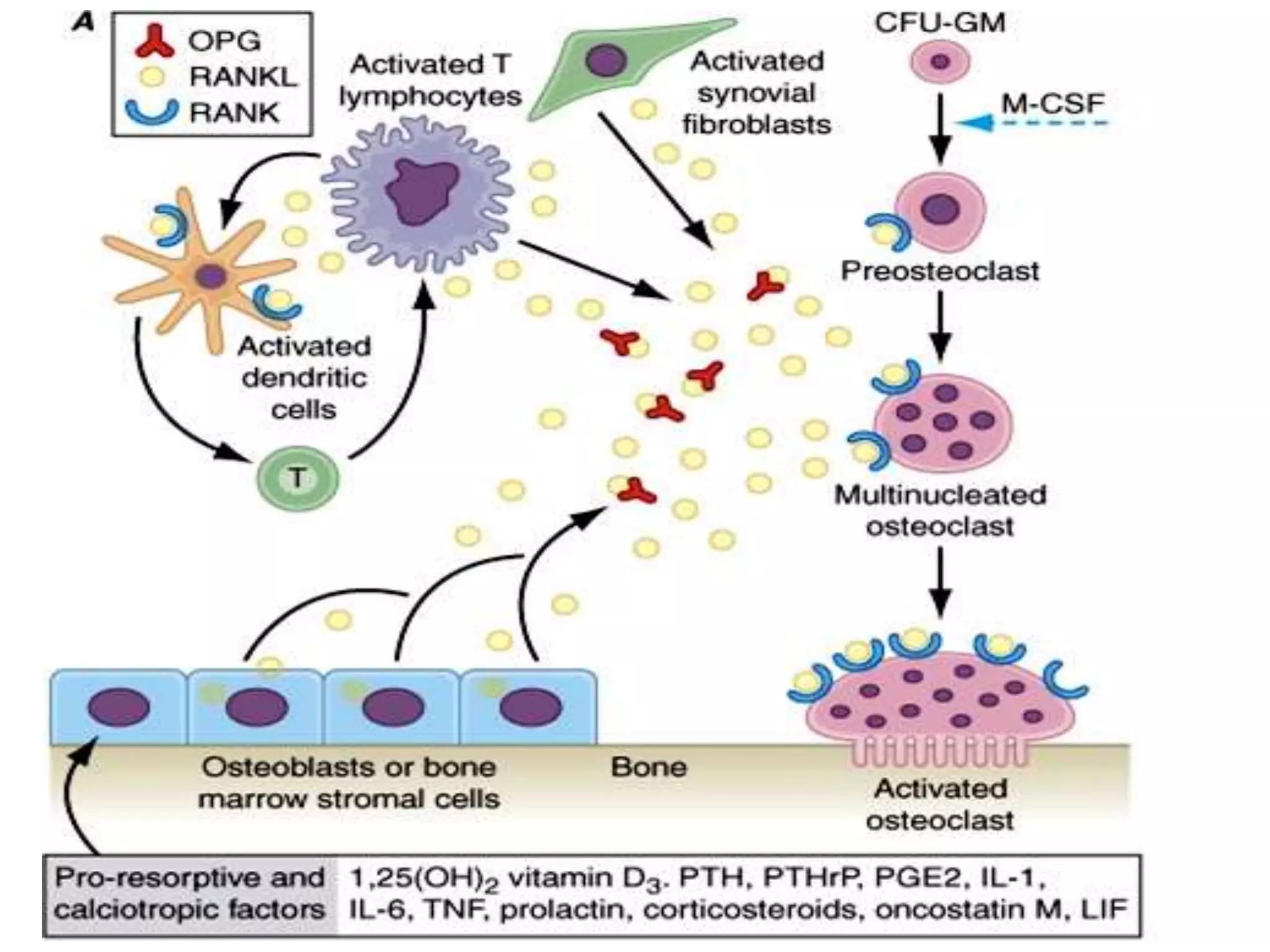 Pharmacotherapy of osteoporosis | PPTX
