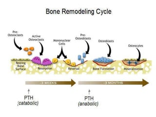 Pharmacotherapy of osteoporosis | PPTX