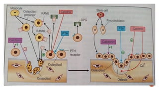 Pharmacotherapy of osteoporosis - 23.05.25.pptx