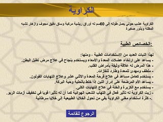 الرجوع للقائمة الخصائص الطبية :     لهذا النبات العديد من الاستخدامات الطبية ، ومنها :  -  يساعد على ارتخاء عضلات المعدة والأمعاء ويستخدم بنجاح في علاج مرض تطبل البطن .  -  هذا المرض له علاقة وثيقة بأمراض القلب .  -  ملطف ومهدئ للمعدة وطارد للغازات .  -  يستخدم كعامل مساعد في علاج قرحة المعدة والاثني عشر وعلاج التهابات القولون .  -  يساعد الأم المرضعة على إدرار اللبن إذا خلط بالحلبة وحبة البركة .  -  يستخدم مع الكزبرة والخلة في علاج التهابات الكلى .  -  زيت الكراوية له تأثير فعال في التهاب الشعب الهوائية كما أن له تأثيرا قويا في تخفيف أزمات الربو .  -  كثرة استخدام مغلي الكراوية يقي من تحول الخلايا الطبيعية إلى خلايا سرطانية .   الكراوية عشب حولي يصل طوله إلى  60 سم له أوراق ريشية مركبة وساق دقيق مجوف وازهار تشبه المظلة وبذور صغيرة الكراوية 