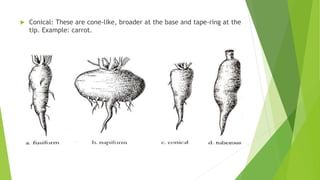 ROOTS - Basics, Function, Various Parts - Maturation, Root-Hairs ...