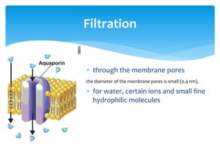  through the membrane pores
the diameter of the membrane pores is small (0.4 nm).
 for water, certain ions and small fine
hydrophilic molecules
Filtration
 