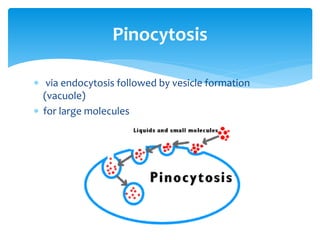  via endocytosis followed by vesicle formation
(vacuole)
 for large molecules
Pinocytosis
 