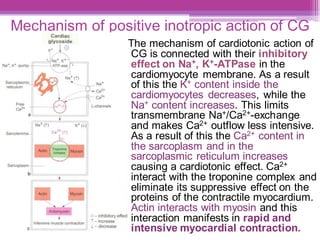 Mechanism of positive inotropic action of CG
The mechanism of cardiotonic action of
CG is connected with their inhibitory
effect on Na+, K+-ATPase in the
cardiomyocyte membrane. As a result
of this the K+ content inside the
cardiomyocytes decreases, while the
Na+ content increases. This limits
transmembrane Na+/Ca2+-exchange
and makes Ca2+ outflow less intensive.
As a result of this the Ca2+ content in
the sarcoplasm and in the
sarcoplasmic reticulum increases
causing a cardiotonic effect. Ca2+
interact with the troponine complex and
eliminate its suppressive effect on the
proteins of the contractile myocardium.
Actin interacts with myosin and this
interaction manifests in rapid and
intensive myocardial contraction.
 
