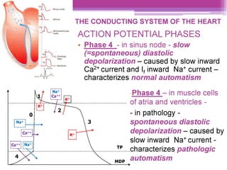 Ca
» Sinus node
NL ann THE CONDUCTING SYSTEM OF THE HEART
=" ACTION POTENTIAL PHASES
¢ Phase 4 - in sinus node - slow
SHE oem (=spontaneous) diastolic
AR depolarization — caused by slow inward
Wk ~ Ca?* current and |, inward Na* current
—
= characterizes normal automatism
-Phase 4 — in muscle cells
Pon ped naan of atria and ventricles -
- in pathology -
spontaneous diastolic
depolarization — caused by
slow inward Nat current -
cence eeeeeneeeeeeeeneeeeeneee eneeeneeneen Tp..characterizes pathologic
automatism
MDP
~
 