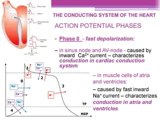 Ca
> Sinus node
TL sm THE CONDUCTING SYSTEM OF THE HEART
ACTION POTENTIAL PHASES
oo « Phase 0_- fast depolarization:
— in sinus node and AV-node - caused by
inward Ca?2* current — characterizes
conduction in cardiac conduction
system
— in muscle cells of atria
0 and ventricles:
Nat .
— caused by fast inward
cai Nat current — characterizes
Cat+| [Nat tp conduction in atria and
ventricles
MDP
v
 