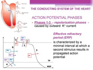 TP
MDP
ACTION POTENTIAL PHASES
¢ Phases 1-3 - repolarization phases -
caused by outward K* current
Effective refractory
period (ERP)
is characterized by a
minimal interval at which a
second stimulus results in
propagated action
potential
v
 