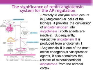 The significance of renin-angiotensin
system for the AP regulation
•Proteolytic enzyme renin occurs
in juxtaglomerular cells of the
kidneys, it provides the conversion
of angiotensinogen into
angiotensin I (both agents are
inactive). Subsequently,
vasoactive angiotensin II is
produced from angiotensin I
•Angiotensin II is one of the most
active endogenous vasopressor
agents, it also stimulates the
release of mineralocorticoid
aldosterone from the adrenal
cortex
 