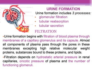 URINE FORMATION
Urine formation includes 3 processes:
¢ glomerular filtration
e tubular reabsorption
e« tubular secretion
FILTRATION
eUrine formation begins with filtration of blood plasma through
membranes of a capillary glomerulus and its capsule. Almost
all components of plasma pass through the pores in these
membranes excepting high relative molecular weight
proteins, substances bound to these proteins, and lipids.
Filtration depends on hydrostatic arterial pressure in renal
capillaries, oncotic pressure of plasma and the number of
functioning glomeruli.
 