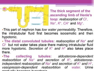 The thick segment of the
ascending limb of Henle’s
loop: reabsorption of CI,
Na*, K*, CA* and Mg".
eThis part of nephron has low water permeability. Therefore,
the intratubular fluid first becomes isoosmotic and then
hypotonic.
¢ The distal convoluted tubules: reabsorption of Na* and
Cr but not water takes place there making intratubular fluid
more hypotonic. Secretion of KX and H* also takes place
there.
The collecting tubules: aldosterone-dependent
reabsorbtion of Na* and secretion of K*, aldosterone-
independent reabsorption of Na* and secretion of K* and H’,
vasopressin-dependent reabsorbtion of water Urine
pa i tamll., LL, fn Fr PF pyrrar fr rr lew rartAnrnin
 