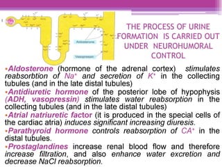 THE PROCESS OF URINE
“FORMATION IS CARRIED OUT
UNDER NEUROHUMORAL
CONTROL
Aldosterone (hormone of the adrenal cortex) stimulates
reabsorbtion of Na* and secretion of K* in the collecting
tubules (and in the late distal tubules)
*Antidiuretic hormone of the posterior lobe of hypophysis
(ADH, vasopressin) stimulates water reabsorption in the
collecting tubules (and in the late distal tubules)
°Atrial natriuretic factor (it is produced in the special cells of
the cardiac atria) induces significant increasing diuresis.
Parathyroid hormone controls reabsorption of CA* in the
distal tubules.
°-Prostaglandines increase renal blood flow and therefore
increase filtration, and also enhance water excretion and
decrease NaCl reabsorption.
 