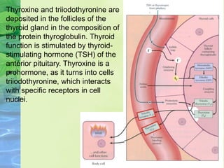 Thyroxine and triiodothyronine are
deposited in the follicles of the
thyroid gland in the composition of
the protein thyroglobulin. Thyroid
function is stimulated by thyroid-
stimulating hormone (TSH) of the
anterior pituitary. Thyroxine is a
prohormone, as it turns into cells
triiodothyronine, which interacts
with specific receptors in cell
nuclei.
 