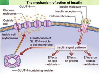 The mechanism of action of insulin
 