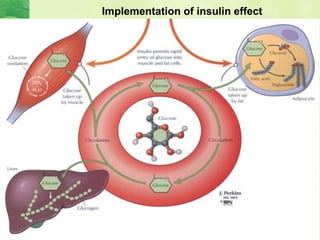 Implementation of insulin effect
 