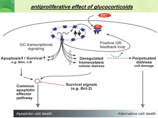 antiproliferative effect of glucocorticoids
 