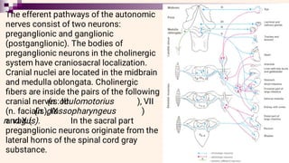 The efferent pathways of the autonomic
nerves consist of two neurons:
preganglionic and ganglionic
(postganglionic). The bodies of
preganglionic neurons in the cholinergic
system have craniosacral localization.
Cranial nuclei are located in the midbrain
and medulla oblongata. Cholinergic
ﬁbers are inside the pairs of the following
cranial nerves: III
(n. oculomotorius ), VII
(n. facialis), IX
(n. glossopharyngeus )
and X (
n. vagus). In the sacral part
preganglionic neurons originate from the
lateral horns of the spinal cord gray
substance.
 