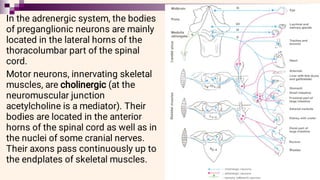 In the adrenergic system, the bodies
of preganglionic neurons are mainly
located in the lateral horns of the
thoracolumbar part of the spinal
cord.
Motor neurons, innervating skeletal
muscles, are cholinergic (at the
neuromuscular junction
acetylcholine is a mediator). Their
bodies are located in the anterior
horns of the spinal cord as well as in
the nuclei of some cranial nerves.
Their axons pass continuously up to
the endplates of skeletal muscles.
 