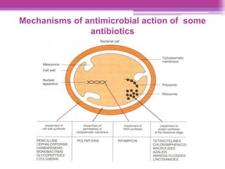 Mechanisms of antimicrobial action of some
antibiotics
 
