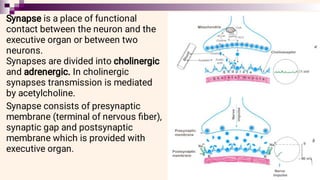 Synapse is a place of functional
contact between the neuron and the
executive organ or between two
neurons.
Synapses are divided into cholinergic
and adrenergic. In cholinergic
synapses transmission is mediated
by acetylcholine.
Synapse consists of presynaptic
membrane (terminal of nervous ﬁber),
synaptic gap and postsynaptic
membrane which is provided with
executive organ.
 