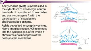 Acetylcholine (ACh) is synthesised in
the cytoplasm of cholinergic neuron
terminals. It is produced from choline
and acetylcoenzyme A with the
participation of cytoplasmic
cholinacetylase enzyme.
Ach is deposited in synaptic vesicles.
Nerve impulses cause ACh to release
into the synaptic gap, after which it
stimulates cholinoceptors of the
postsynaptic membrane.
 