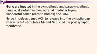 N-chc are located in the sympathetic and parasympathetic
ganglia, skeletal muscles, adrenal medullar layers,
sinocarotid zones (carotid bodies) and CNS.
Nerve impulses cause ACh to release into the synaptic gap,
after which it stimulates M- and N- chc of the postsynaptic
membrane.
 