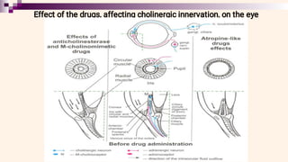 Effect of the drugs, affecting cholinergic innervation, on the eye
 