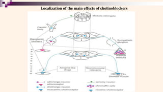 Localization of the main effects of cholinoblockers
 