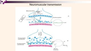 Neuromuscular transmission
 