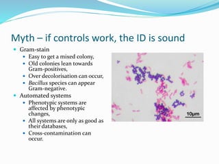 Myth – if controls work, the ID is sound
 Gram-stain
 Easy to get a mixed colony,
 Old colonies lean towards
Gram-positives,
 Over decolorisation can occur,
 Bacillus species can appear
Gram-negative.
 Automated systems
 Phenotypic systems are
affected by phenotypic
changes,
 All systems are only as good as
their databases,
 Cross-contamination can
occur.
 