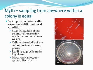 Myth – sampling from anywhere within a
colony is equal
 With pure colonies, cells
experience different local
conditions:
 Near the middle of the
colony, cells starve for
nutrients, and accumulate
wastes,
 Cells in the middle of the
colony are in stationary
phase,
 Leading edge cells are in
log phase,
 Mutations can occur -
genetic diversity.
 
