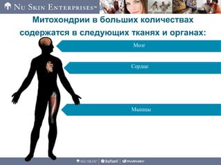 Мозг
Сердце
Мышцы
Митохондрии в больших количествах
содержатся в следующих тканях и органах:
 