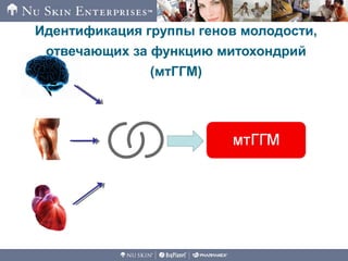 Идентификация группы генов молодости,
отвечающих за функцию митохондрий
(мтГГМ)
YGC2
 