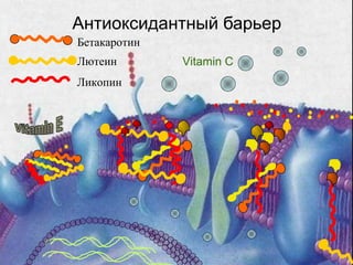 Антиоксидантный барьер
Vitamin CЛютеин
Ликопин
Бетакаротин
 